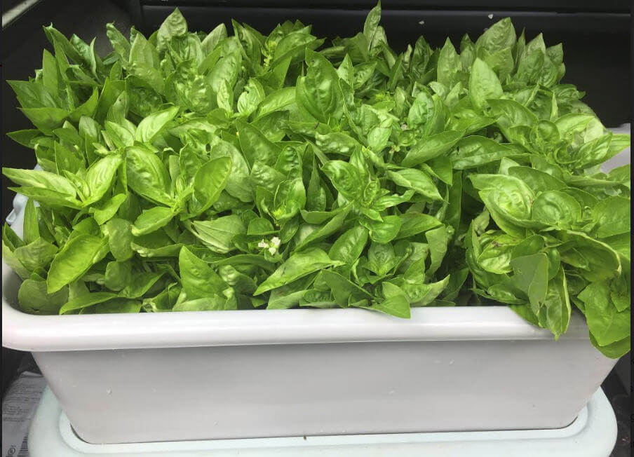 binofharvestedbasil.jpg