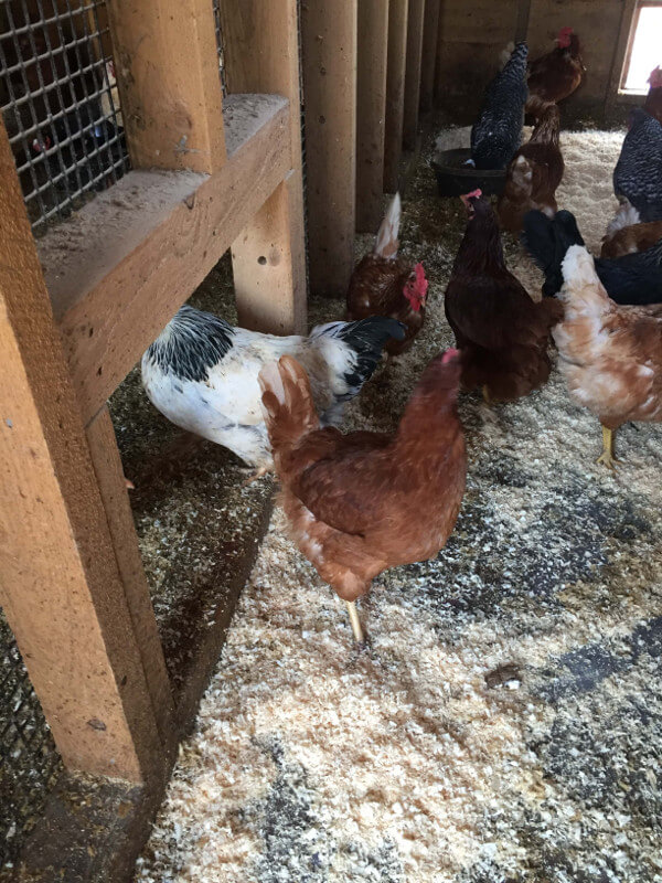 chickens-in-barn.jpg