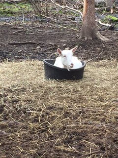 Kid in bucket